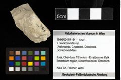Foto (Objekt + Etiketten) von ? Goniodromites sp. 